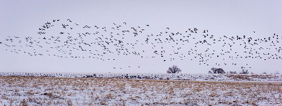 Geese near Outlook, SK
