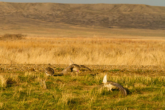 Sharp-tailed Grouse 12