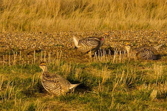 Sharp-tailed Grouse 11