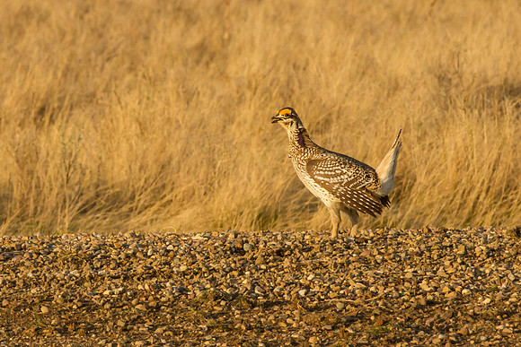 Sharp-tailed Grouse 10