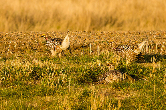 Sharp-tailed Grouse 9