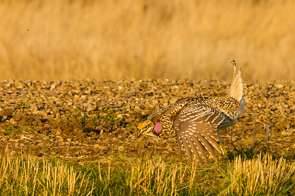 Sharp-tailed Grouse 8