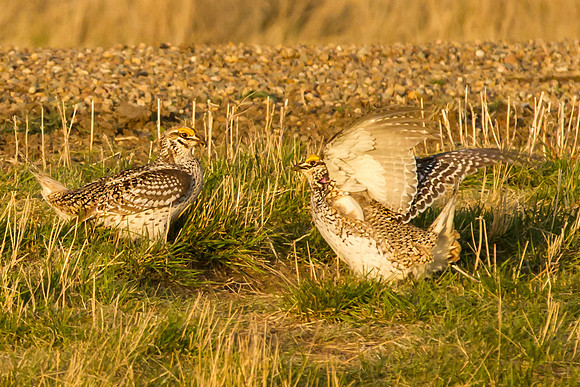 Sharp-tailed Grouse 6