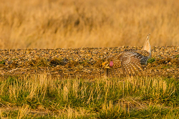 Sharp-tailed Grouse 4