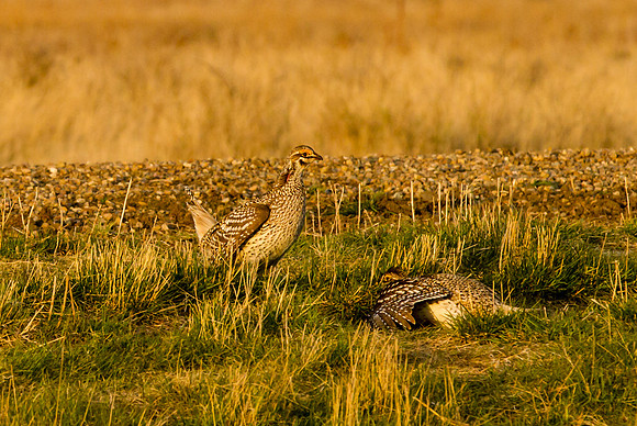 Sharp-tailed Grouse 3
