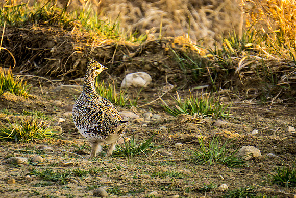 Sharp-tailed Grouse 1