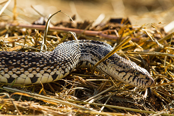 Bull Snake