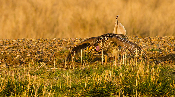 Sharp-tailed Grouse