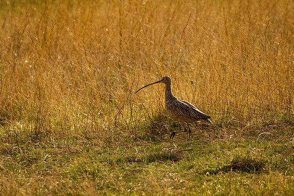 Long-billed Curlew