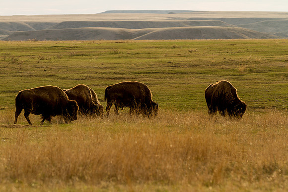 Bison