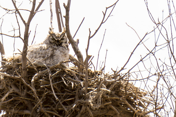 Great Horned Owl on nest