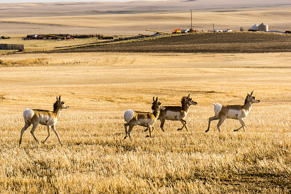 Antelope