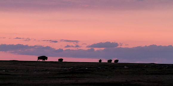 Bison at Sunset