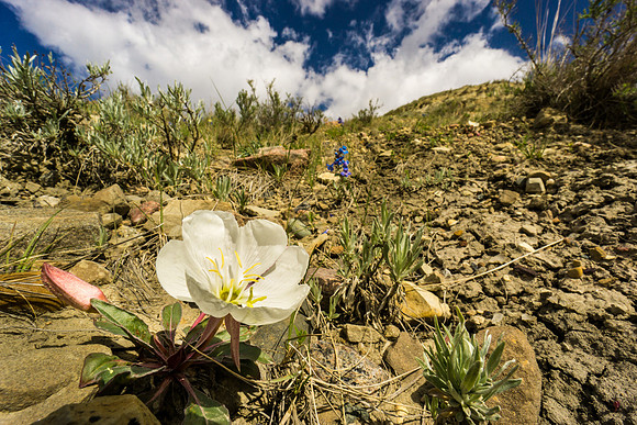 Gumbo evening Primrose