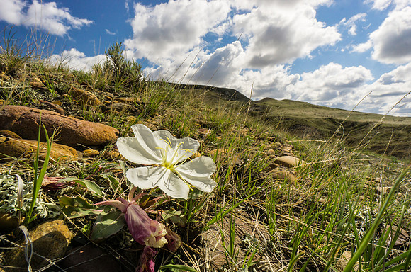 Gumbo Evening Primrose