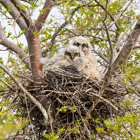 Great Horned Owlets