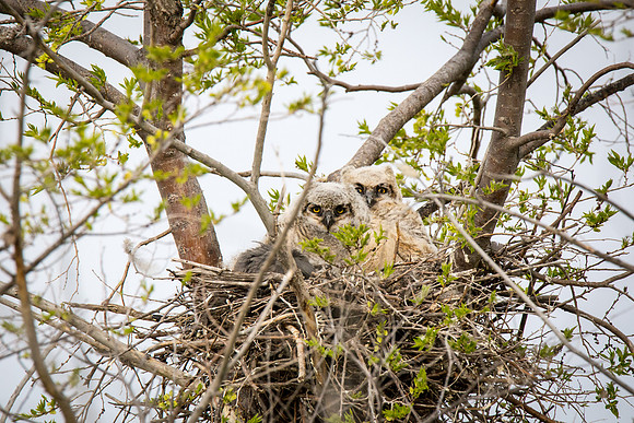 Great Horned Owlets