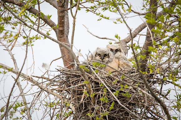 Great Horned Owlets
