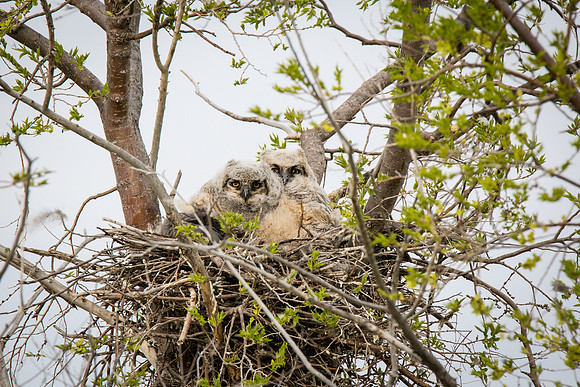 Great Horned Owlets