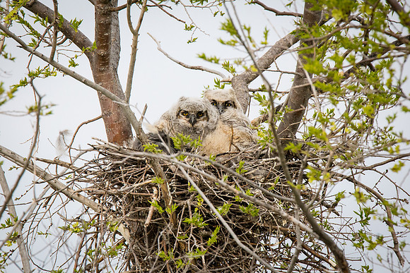 Great Horned Owlets