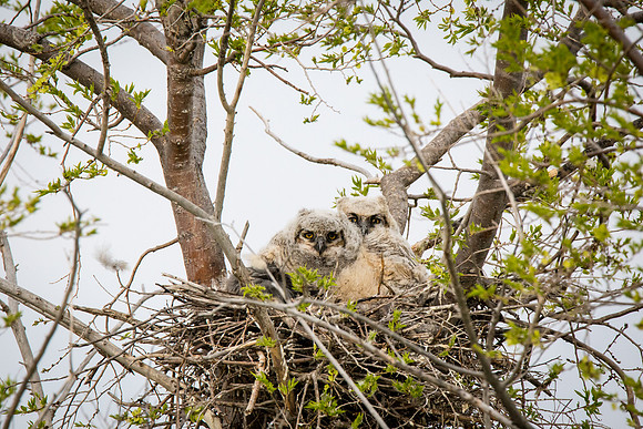 Great Horned Owlets