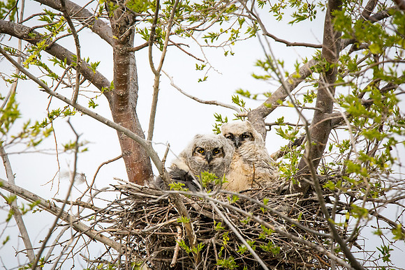 Great Horned Owlets