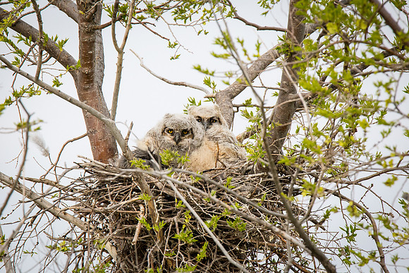 Great Horned Owlets