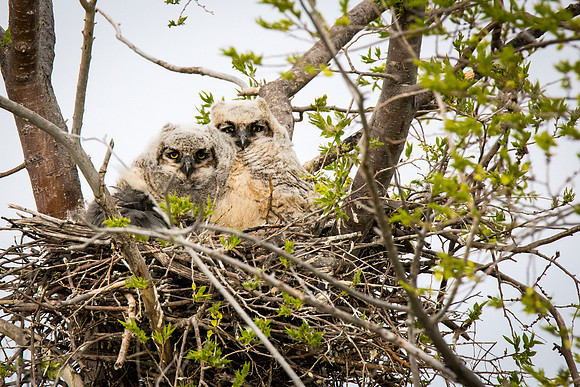 Great Horned Owlets
