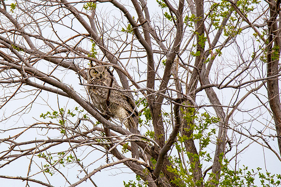 Great Horned Owl