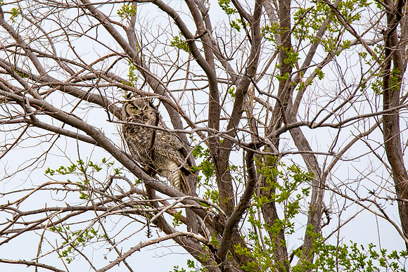 Great Horned Owl
