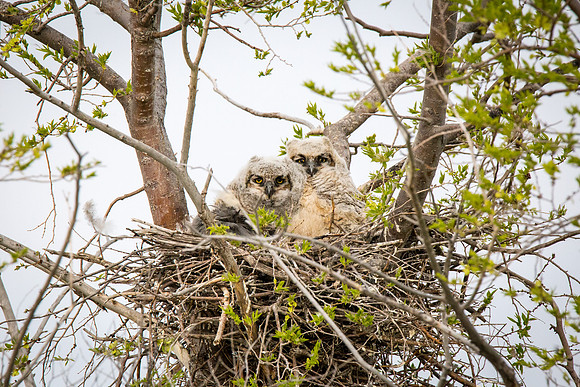 Great Horned Owlets