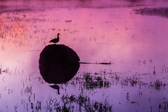 Canada Goose