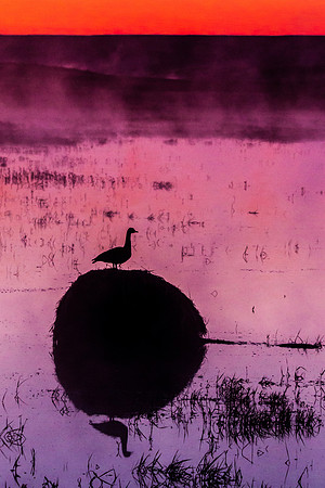 Canada Goose
