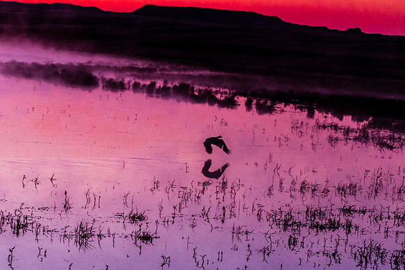 Canada Goose