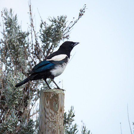 Magpie
