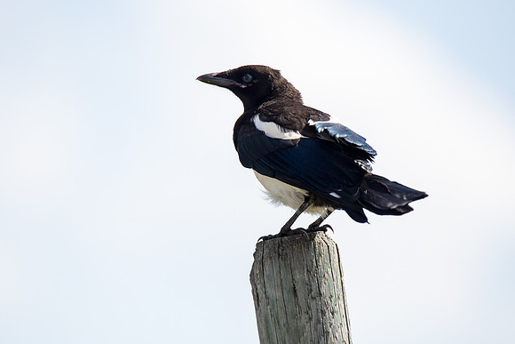 Magpie