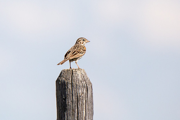 Vesper Sparrow