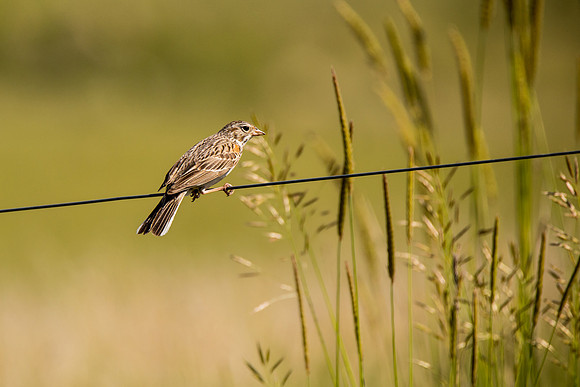 Vesper Sparrow