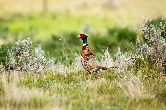 Pheasant