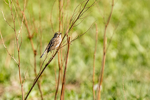 Savannah Sparrow