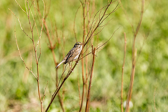 Savannah Sparrow