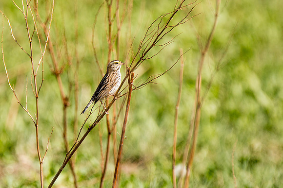 Savannah Sparrow