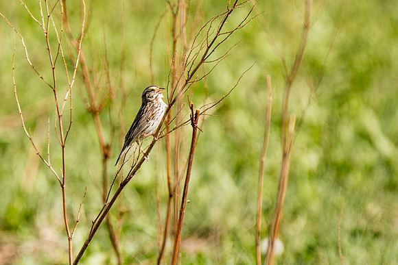 Savannah Sparrow