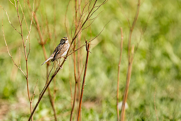 Savannah Sparrow