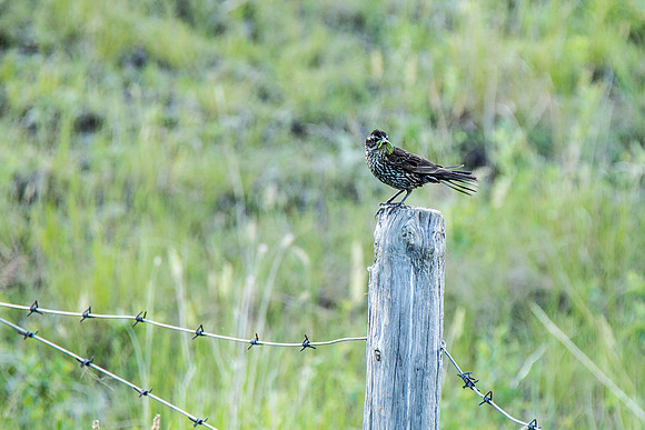 Red winged blackbird female