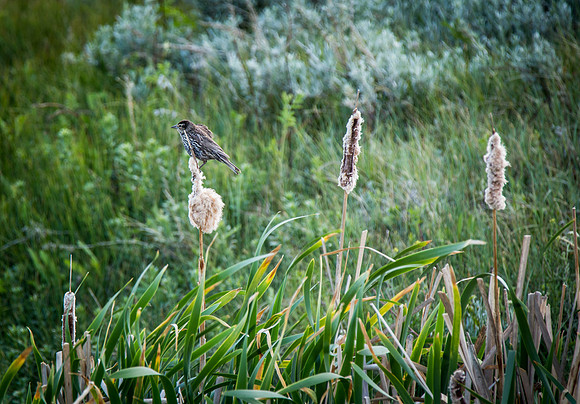 Red winged blackbird female