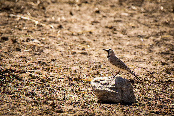 Horned Lark