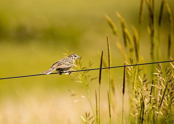 Vesper Sparrow