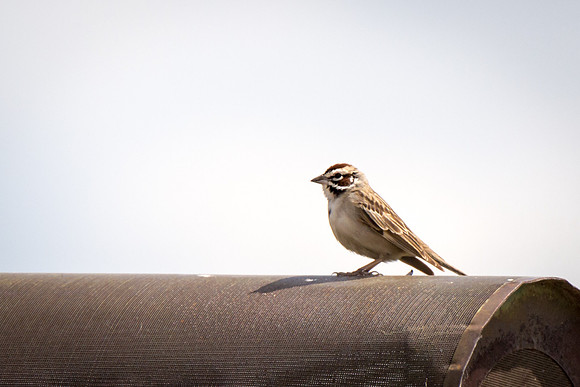 Lark Sparrow