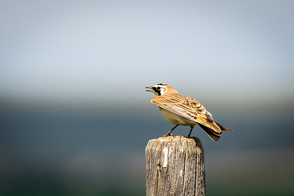 Horned Lark